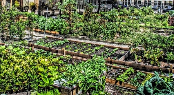 Community Garden Project
